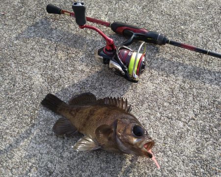 新タックルの鱗付け